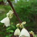 Halesia carolina fleur